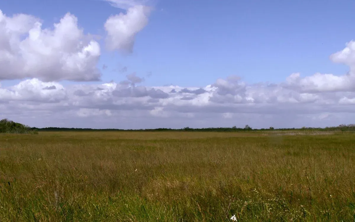 Sawgrass prairie in Everglades National Park.